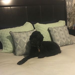 Meet your Posher, Tara